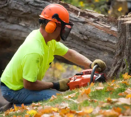 tree services Fraser